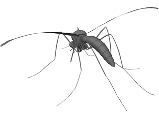 Mosquito 3D Model preview