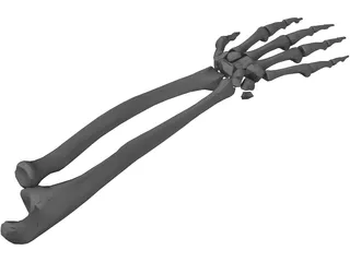 Right Ulna and Radius Bones 3D Model preview