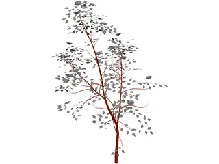 American Mountain Ash 3D Model preview