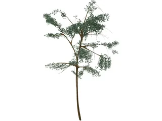 Acacia 3D Model preview