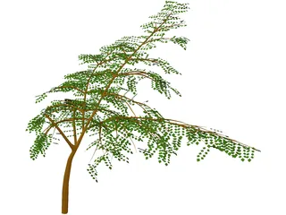 Albicia 3D Model preview