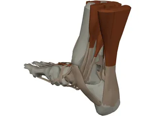 Ankle 3D Model preview