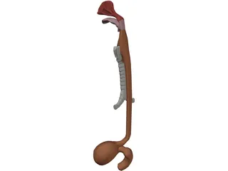 Digestive Tract and Respiratory 3D Model preview