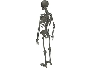 Skeleton Male 3D Model preview