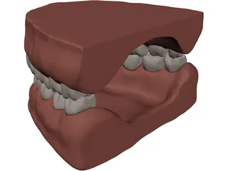 Teeth and Gums 3D Model preview
