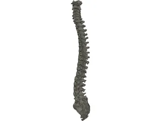 Vertebral Column 3D Model preview