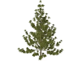 Bhutan Pine 3D Model preview