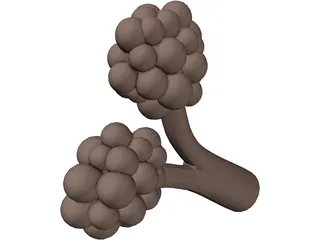 Alveoli 3D Model preview