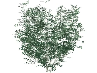 Laburnum Alpinum 3D Model preview