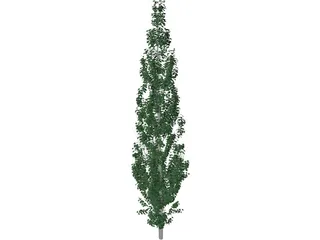 Populus 3D Model preview