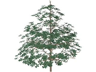 Styrax Officinalis 3D Model preview