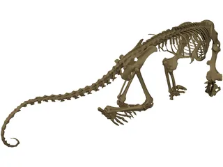 Anteater Skeleton 3D Model preview