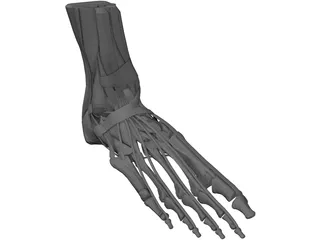 Human Leg 3D Model preview