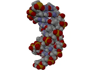 B-DNA 3D Model preview