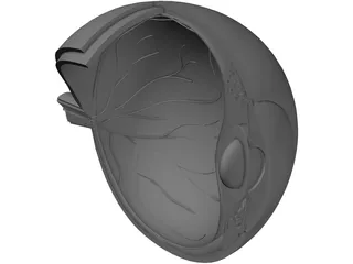 Human Eye Cross Section 3D Model preview
