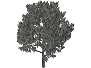 Acacia Tree 3D Model preview