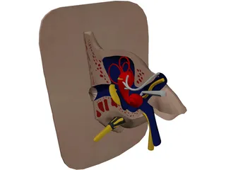 Ear 3D Model preview