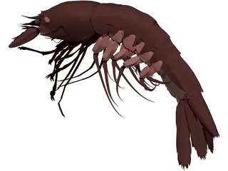 Large Red Prawn 3D Model preview