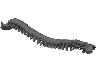 Vertebral Column and Spinal Cord 3D Model preview