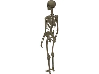 Skeleton Female 3D Model preview