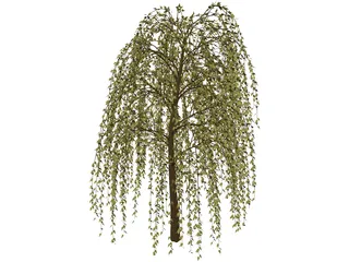 Willow Tree 3D Model preview