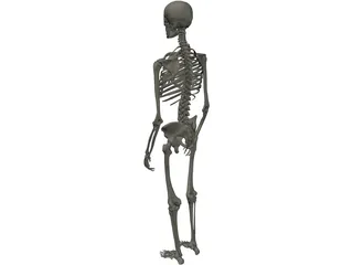 Skeleton Male 3D Model preview