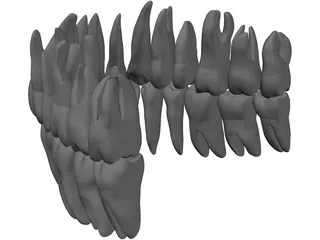 Teeth 3D Model preview