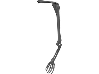 Arm Bone 3D Model preview