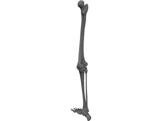 Leg Bone 3D Model preview