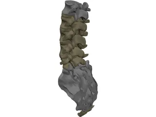 Lumbar Vertebrae Sacrum And Coccyx 3D Model preview