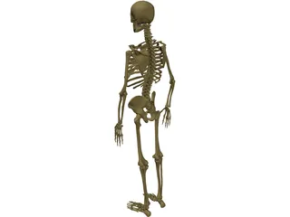 Skeleton Male 3D Model preview