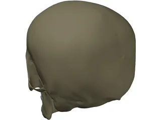 Skull Male 3D Model preview