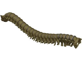 Vertebral Column 3D Model preview