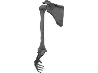 Arm Left 3D Model preview