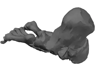 Foot Bone Right 3D Model preview