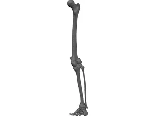 Leg Right 3D Model preview