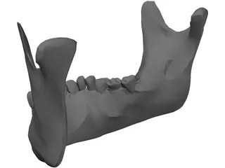 Jaw Lower 3D Model preview