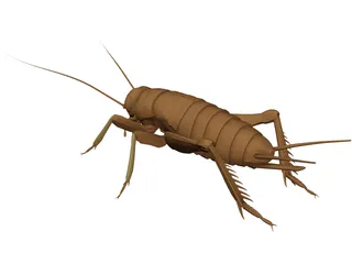 Cricket 3D Model preview