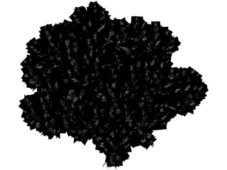Acacia 3D Model preview