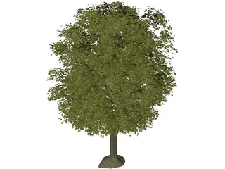 Maple Tree 3D Model preview