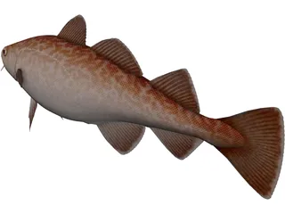 Pacific Cod 3D Model preview