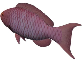 Red Parrotfish 3D Model preview