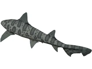 Leopard Shark 3D Model preview