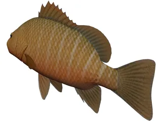 Mangrove Red Snapper 3D Model preview