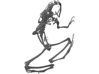 Frog Skeleton 3D Model preview