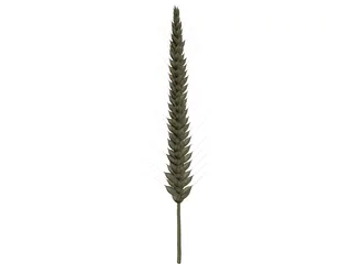 Corn Ear 3D Model preview