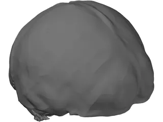 Brain 3D Model preview