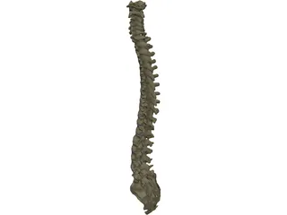 Vertebral Column 3D Model preview
