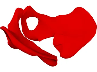 Pelvis Male 3D Model preview