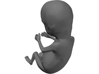 Fetus 12-Week 3D Model preview
